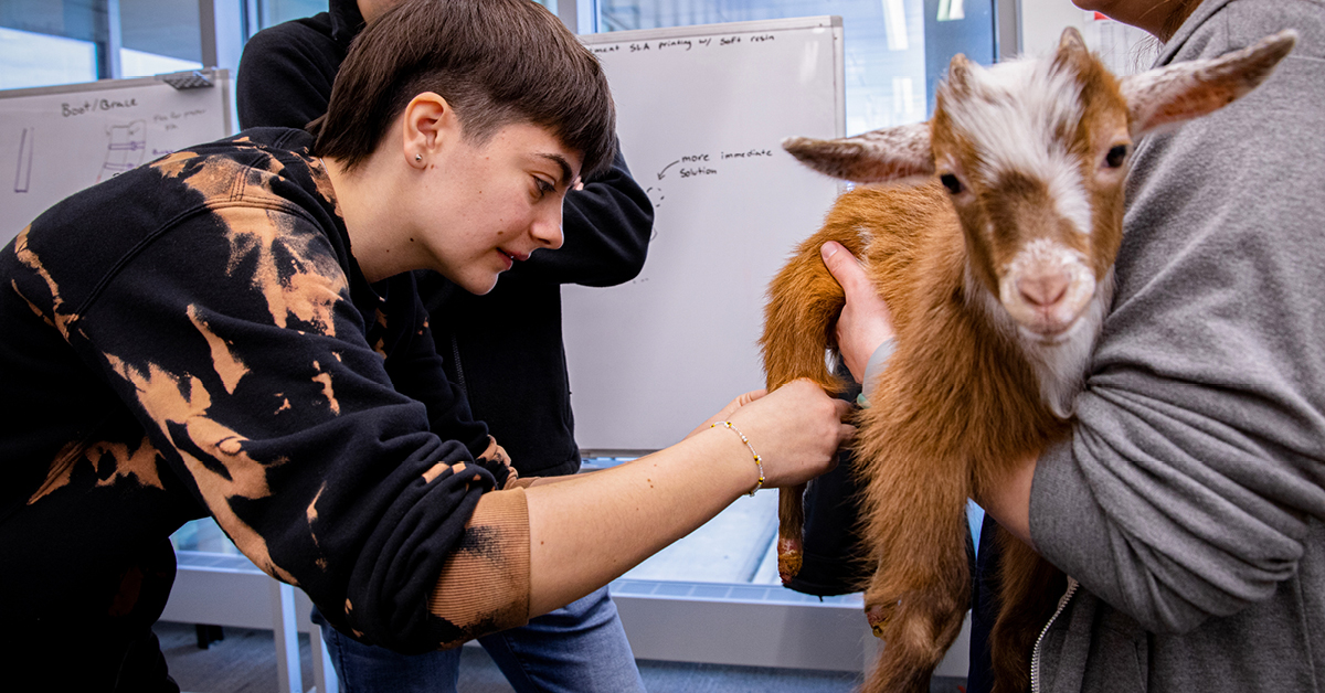 Students help fit baby goat with prosthetic legs