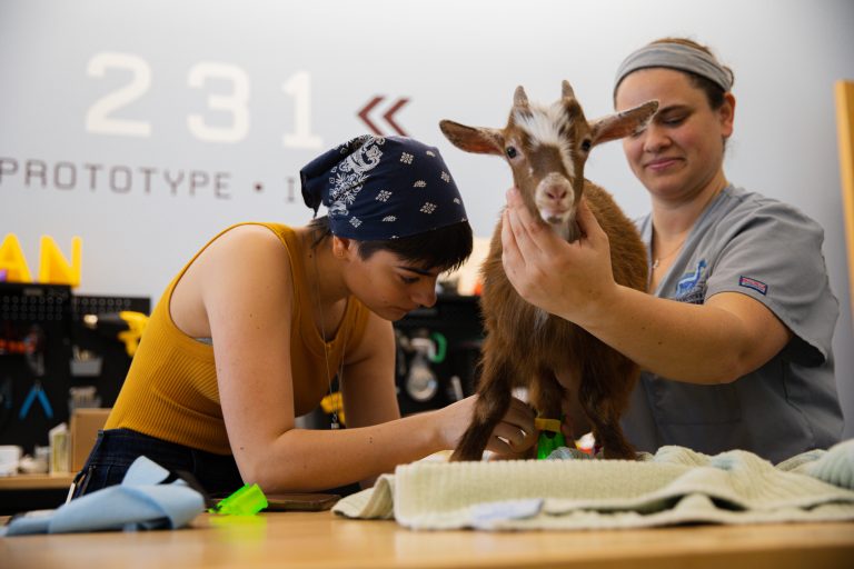 Students working with goat